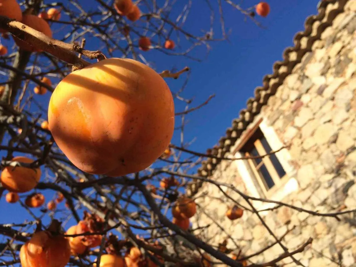 Masia De Vallforners Tagamanent Country house